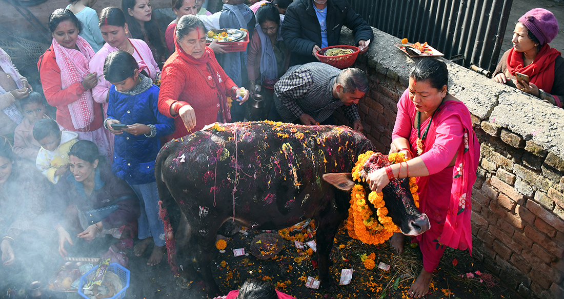 तिहारको पाँचौ दिन आज गाई पूजा गरिँदै