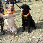 यमपञ्चकको दोस्रो दिन: कुकुर तिहार र नरक चतुर्दशी