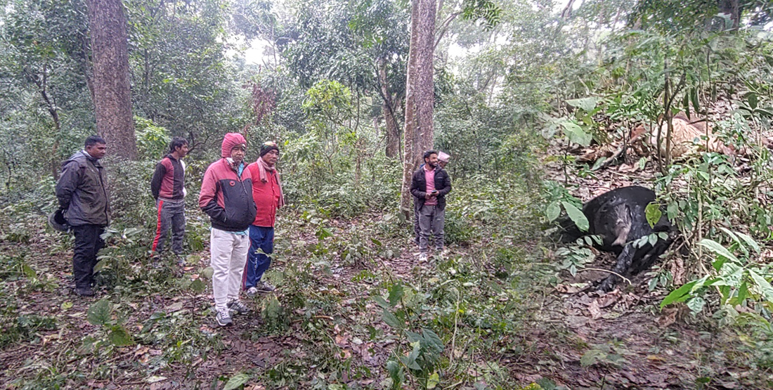 निजगढमा बाघ आतङ्क, चौपाया मारेर खान थाले पछि पूरै गाउँ त्रसित