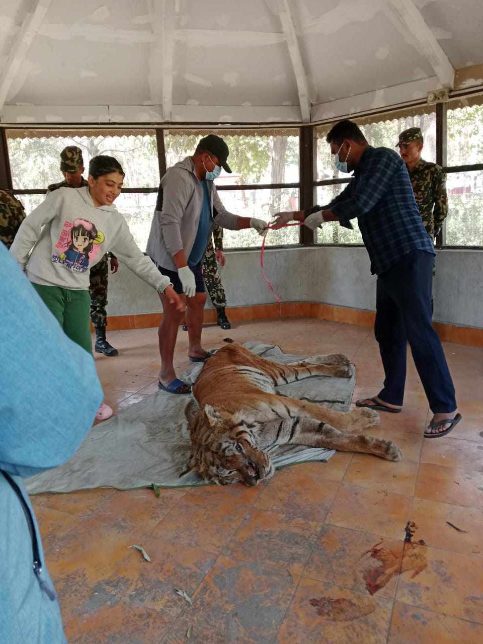 घाईते अवस्थामा उद्दार गरिएको बाघको मृत्यु