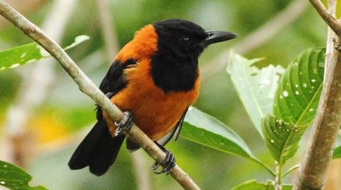 सुन्दर चरा तर सर्प भन्दा बिषालु, जसलाइ छोए मात्रै पनि मृत्यु हुन सक्छ