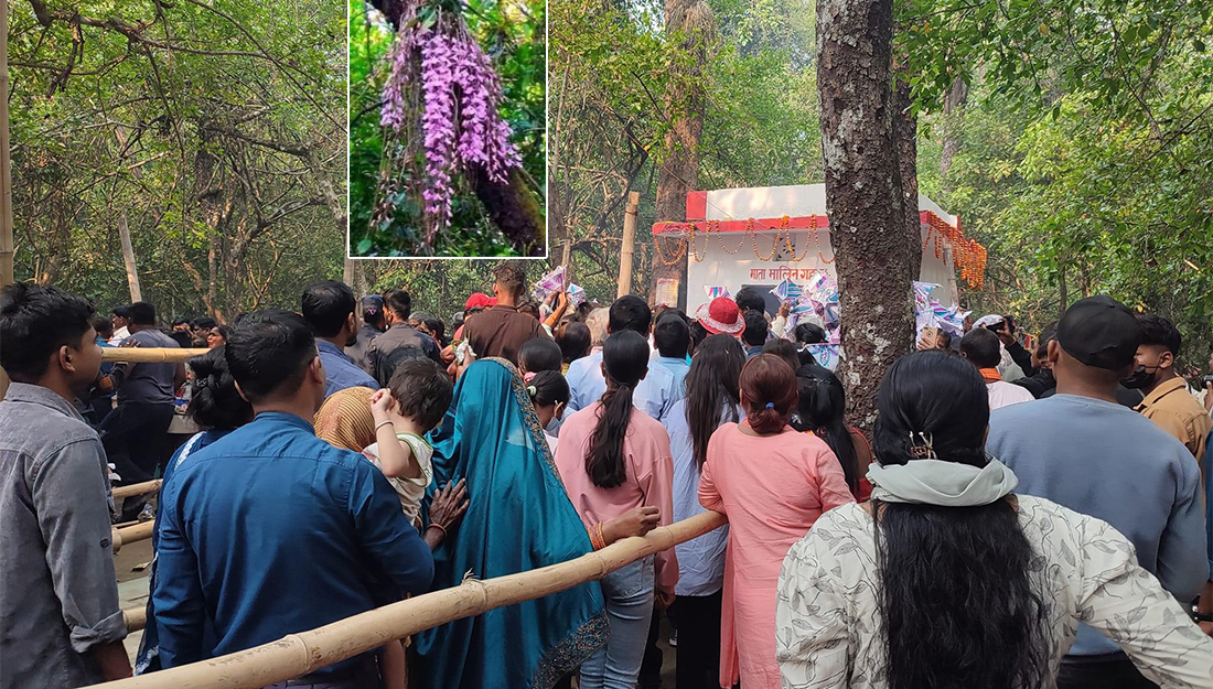 नयाँ वर्षमा मात्र फुल्ने दुर्लभ फूल हेर्न आउनेको भिड, यस्तो छ महत्त्व (तस्बिरहरु)