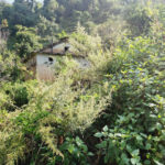 गडीगाउँमा बस्ती सबै रित्तो भो, जताततै वनमाराले राज