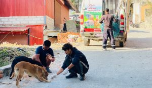 काठमाडौं महानगरपालिले गर्‍यो २ हजार बढी कुकुरको बन्ध्याकरण