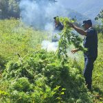 धनकुटा र भोजपुरमा लगाइएको अवैध गाँजा खेती फडानी गरी नष्ट