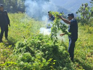 धनकुटा र भोजपुरमा लगाइएको अवैध गाँजा खेती फडानी गरी नष्ट