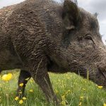 खेत बालीमा बँदेलले हानि पुर्‍याए पक्रन वा मार्न पाइने