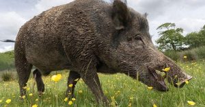 खेत बालीमा बँदेलले हानि पुर्‍याए पक्रन वा मार्न पाइने