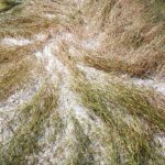 भित्र्याउने बेला बाली नष्ट, कृषक मारमा