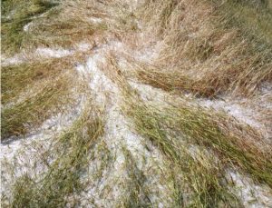 भित्र्याउने बेला बाली नष्ट, कृषक मारमा