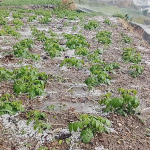 बाजुरामा भारी वर्षा र असिना पर्नाले हिउँदे बालीमा असर