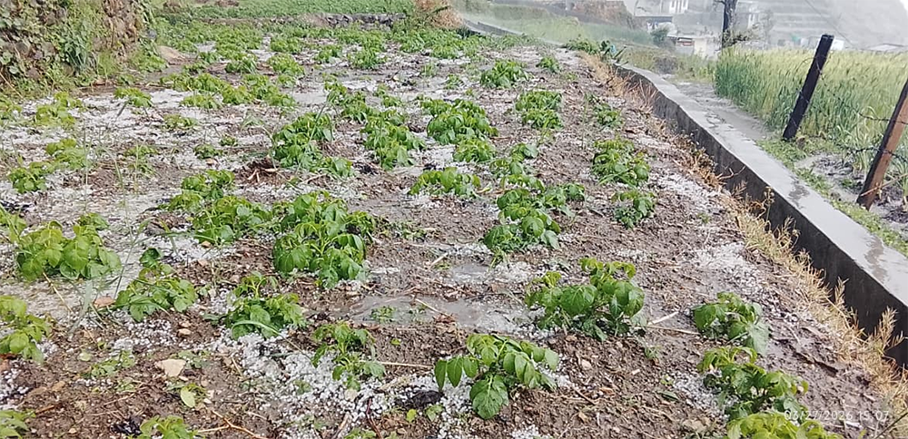 बाजुरामा भारी वर्षा र असिना पर्नाले हिउँदे बालीमा असर