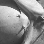 खसी भन्दै बाख्राको मासु बेच्ने ३ जना पक्राउ