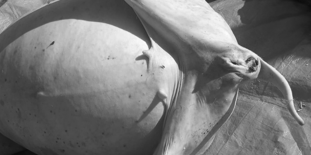 खसी भन्दै बाख्राको मासु बेच्ने ३ जना पक्राउ