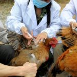 झापामा बर्डफ्लु भेटियो, २५ हजार कुखुरा नष्ट गरिँदै