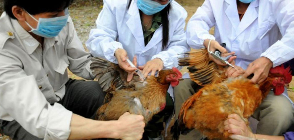 झापामा बर्डफ्लु भेटियो, २५ हजार कुखुरा नष्ट गरिँदै