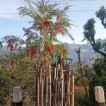 सामूहिक प्रयासले सडक किनारै बने हरित बगैँचा