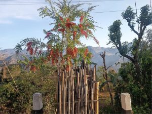 सामूहिक प्रयासले सडक किनारै बने हरित बगैँचा