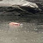 बागमतीमा डुबेर बेपत्ता भएका एक व्यक्तिको शव तीन दिनपछि फेला