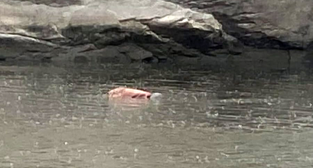 बागमतीमा डुबेर बेपत्ता भएका एक व्यक्तिको शव तीन दिनपछि फेला