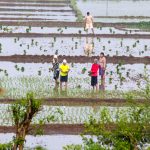 चैते धान रोपाइँमा व्यस्त किसान (तस्बिरहरु)