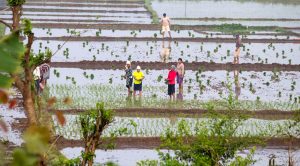 चैते धान रोपाइँमा व्यस्त किसान (तस्बिरहरु)