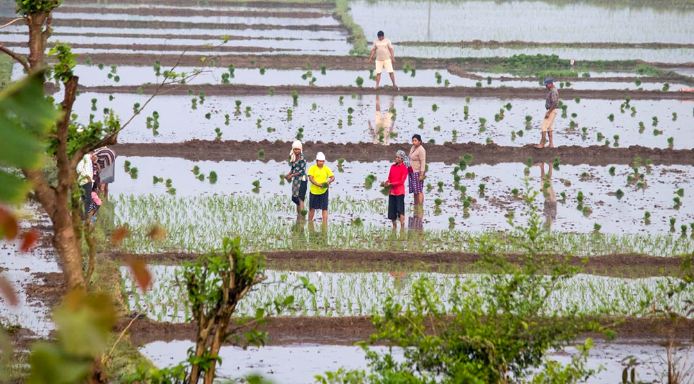 चैते धान रोपाइँमा व्यस्त किसान (तस्बिरहरु)