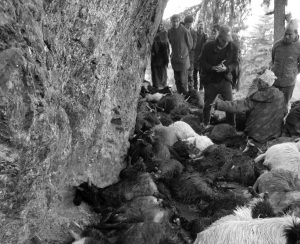 बाजुरामा चट्याङका कारण ५५ वटा भेडा र बाख्रा मरे