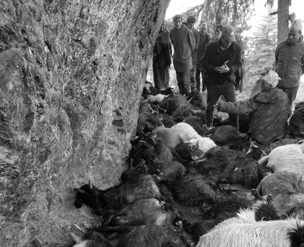 बाजुरामा चट्याङका कारण ५५ वटा भेडा र बाख्रा मरे