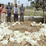 चोर नाकाबाट भन्सार छली ल्याइएका ४ क्विन्टल कुखुरा नष्ट