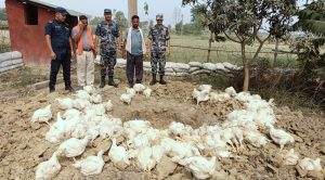 चोर नाकाबाट भन्सार छली ल्याइएका ४ क्विन्टल कुखुरा नष्ट