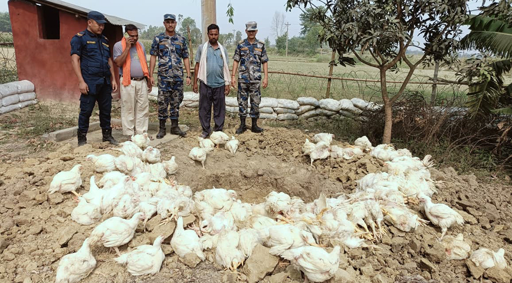 चोर नाकाबाट भन्सार छली ल्याइएका ४ क्विन्टल कुखुरा नष्ट