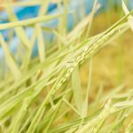 किसानको लागि खुसीको खबर, अब एउटै बोटबाट वर्षौंसम्म धान फल्ने