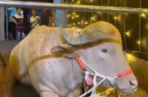 ट्रम्पसँग अनुहार मिलेको भैँसीलाई बलि नदिई, संरक्षणलागि पठाइयो चिडियाखाना