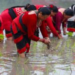 तस्बिरमा हेर्नुस् ‘धान दिवस’