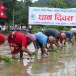 धान दिवसको रौनक: किसानलाई छैन राहत