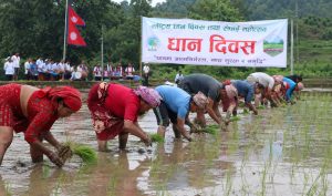 धान दिवसको रौनक: किसानलाई छैन राहत