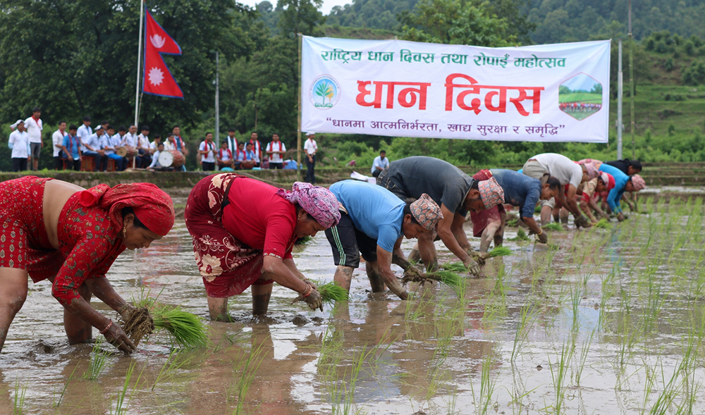धान दिवसको रौनक: किसानलाई छैन राहत