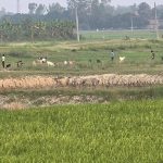 रौतहटमा धानको बिउ तयार, रोपाइँ गर्न छैन पानी (तस्बिरहरू)