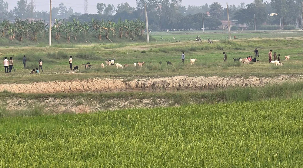 रौतहटमा धानको बिउ तयार, रोपाइँ गर्न छैन पानी (तस्बिरहरू)