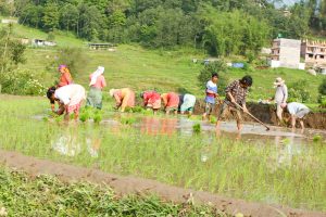 देशभर ९८ प्रतिशत धान रोपाइँ सम्पन्न, सुदूरपश्चिममा शतप्रतिशत