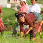 तस्बिरमा हेर्नुस् घ्याम्पे डाँडा आसपासमा धान रोपाइँ