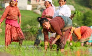 तस्बिरमा हेर्नुस् घ्याम्पे डाँडा आसपासमा धान रोपाइँ