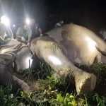 ध्रुवे हात्तीलाई रेडियो कलर जडान, बस्तीमा आउनुअघि नै जानकारी हुने
