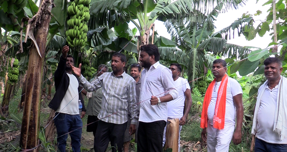 भारतीय केराको आयातमा कडाइ, नेपाली किसानले पाउन थाले उचित मूल्य