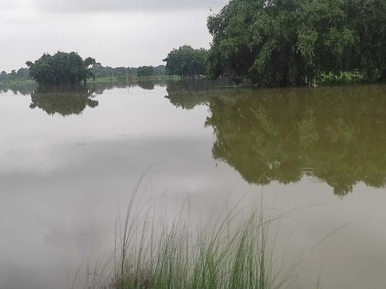 अविरल वर्षाले सखाप पार्‍यो धान, रौतहटका किसानको रुवाबासी