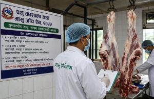काठमाडौं उपत्यकामा मंसिरदेखि मासु जाँच गरिने