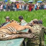 मानिस र गाईलाई घाइते बनाउने बाघ चितवनमा नियन्त्रणमा