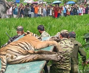 मानिस र गाईलाई घाइते बनाउने बाघ चितवनमा नियन्त्रणमा